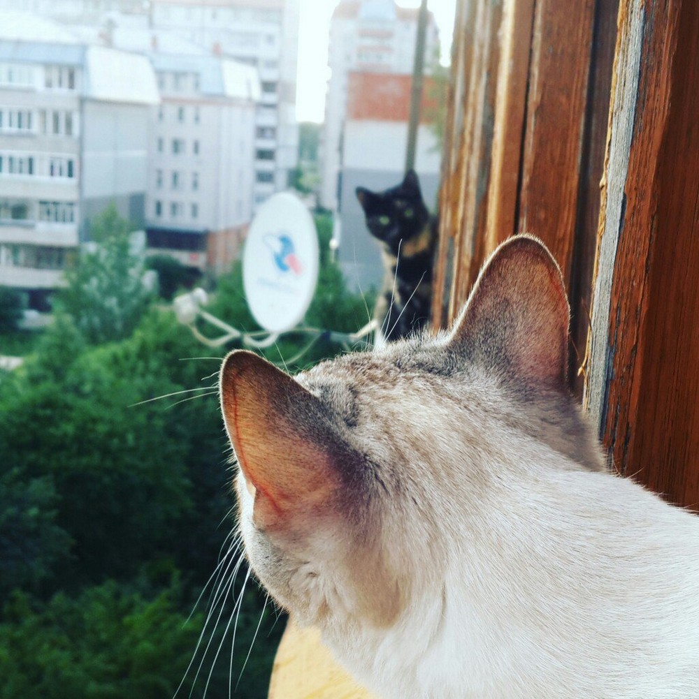 Daily Pictures. Part 1 (70 pics)