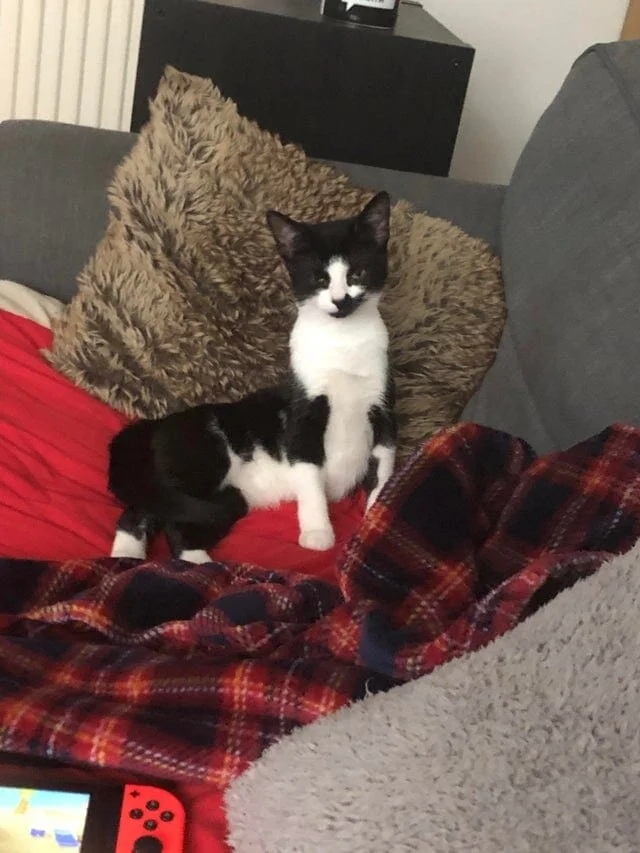 Funny Cats (20 pics)