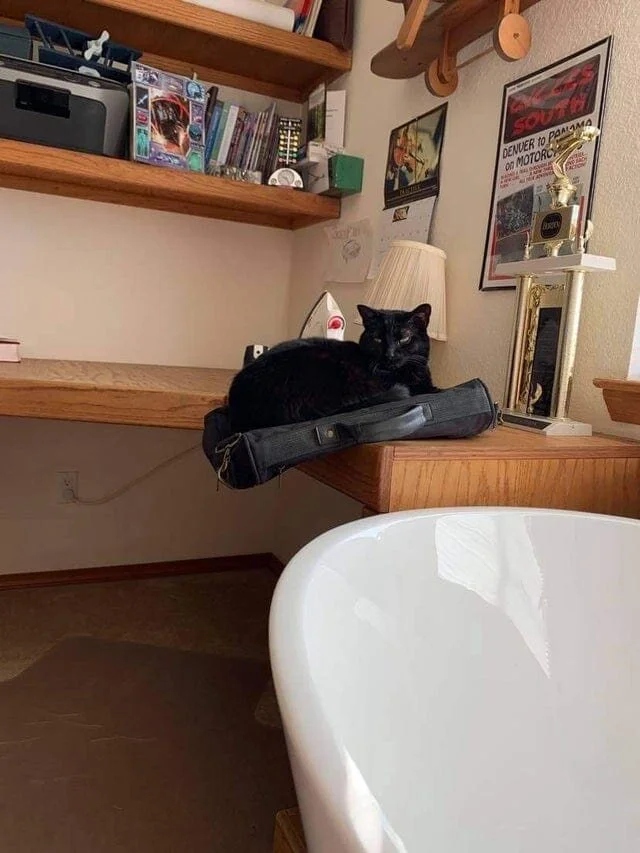 Funny Cats (20 pics)