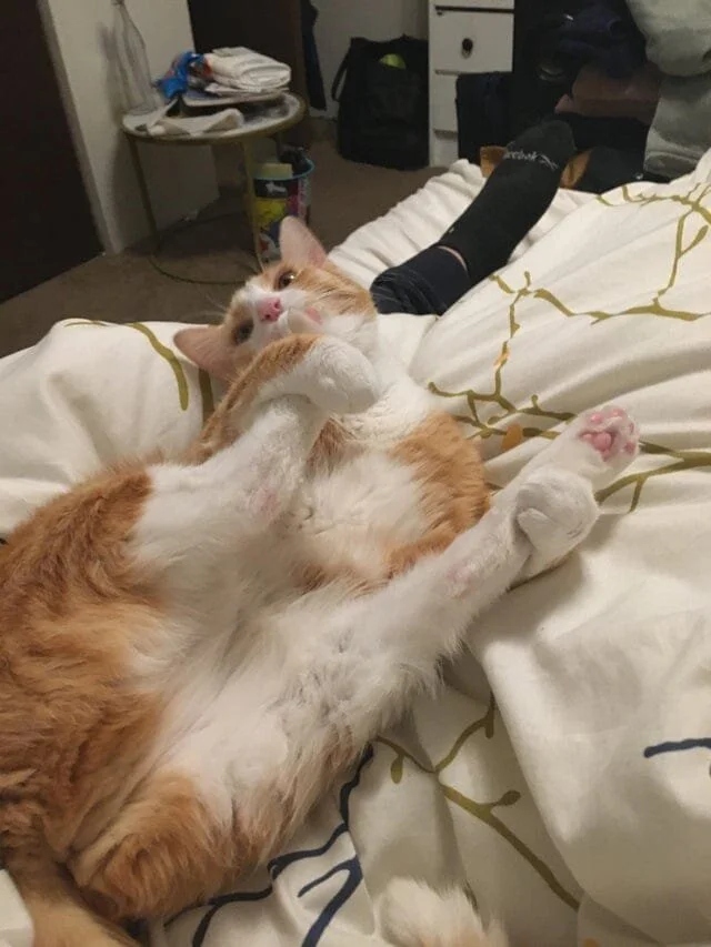 Funny Cats (20 pics)