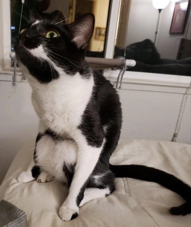 Funny Cats (20 pics)