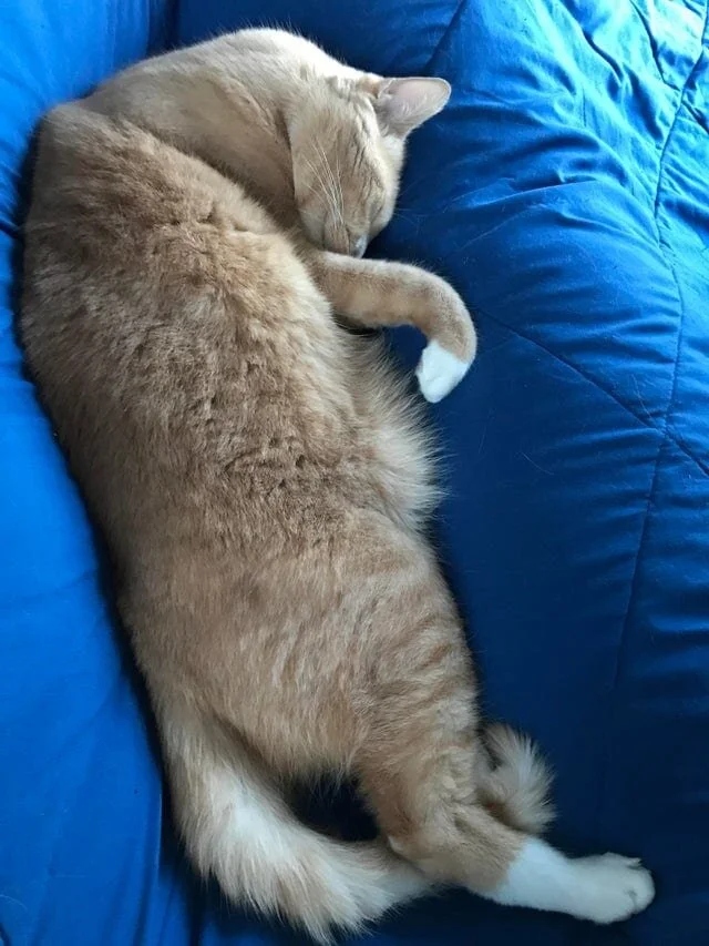 Funny Cats (20 pics)