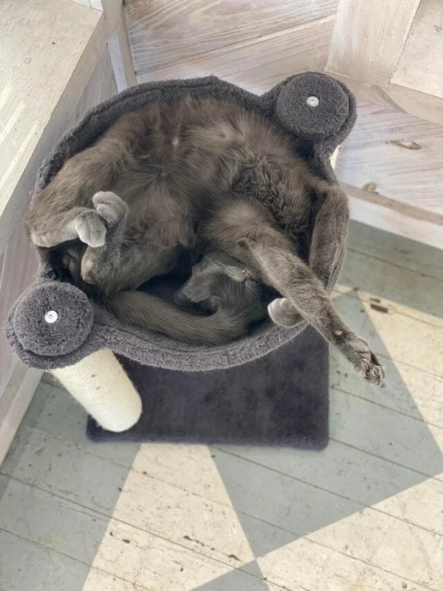 Funny Cats (20 pics)