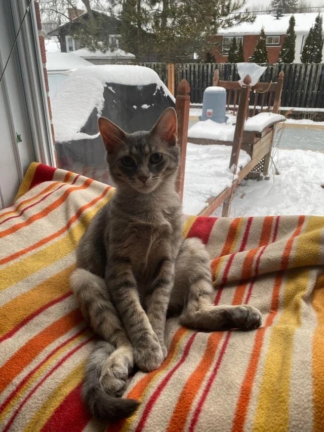 Funny Cats (20 pics)