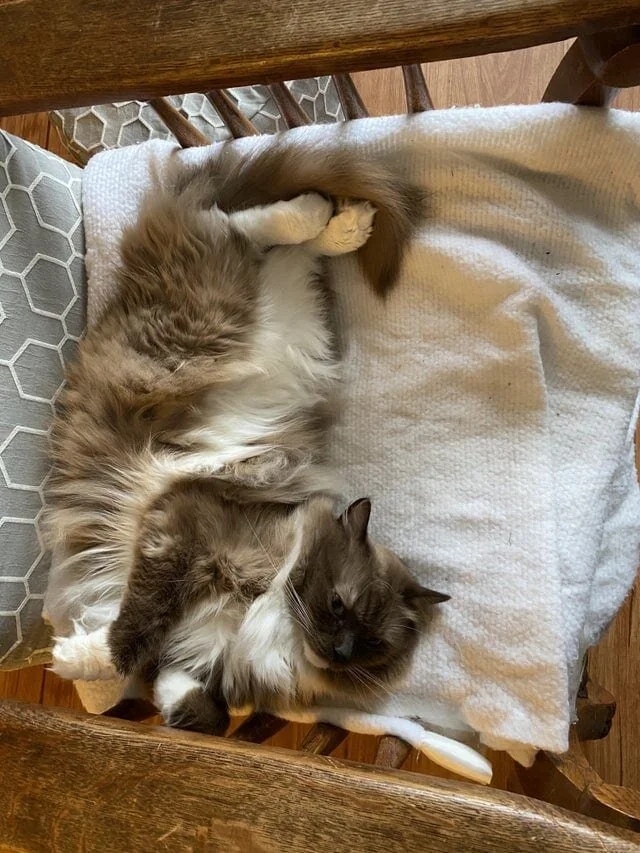 Funny Cats (20 pics)