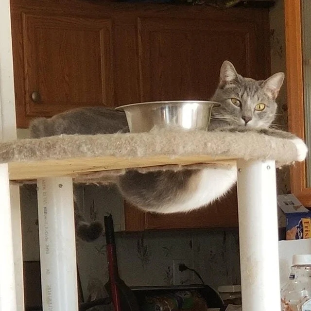 Funny Cats (20 pics)