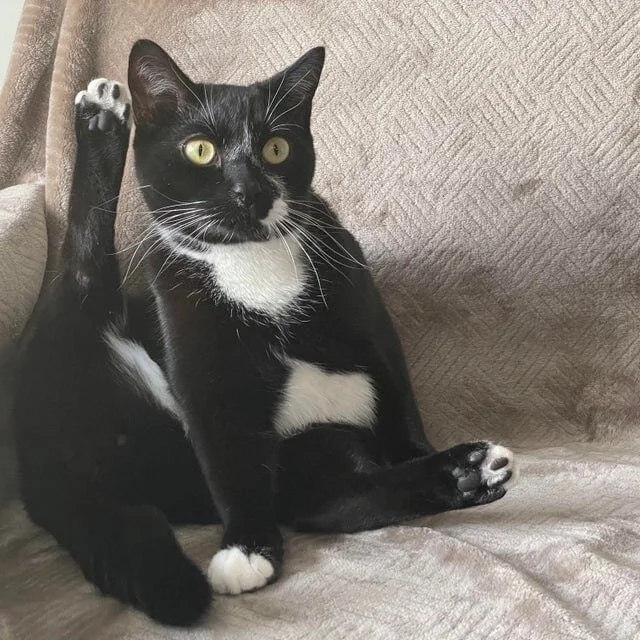 Funny Cats (20 pics)