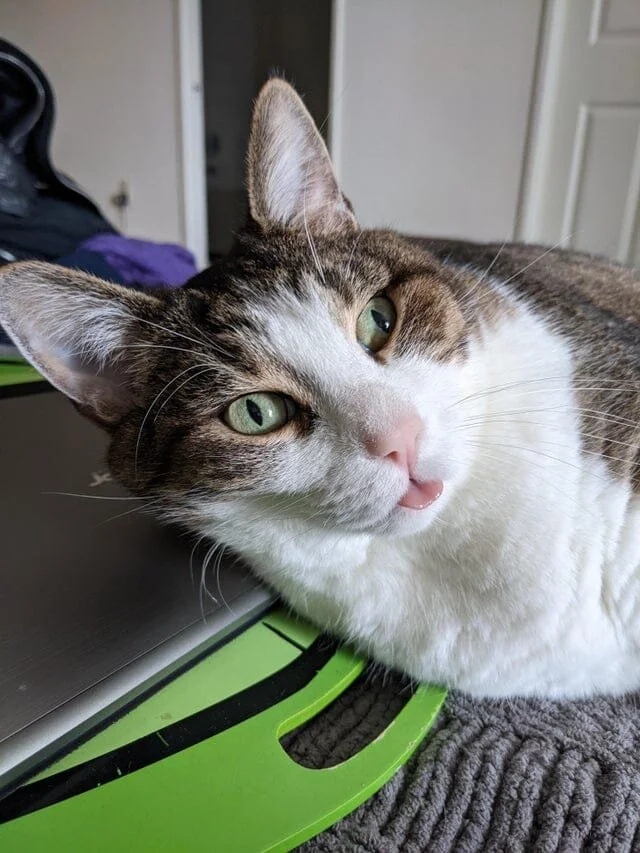 Funny Cats (20 pics)