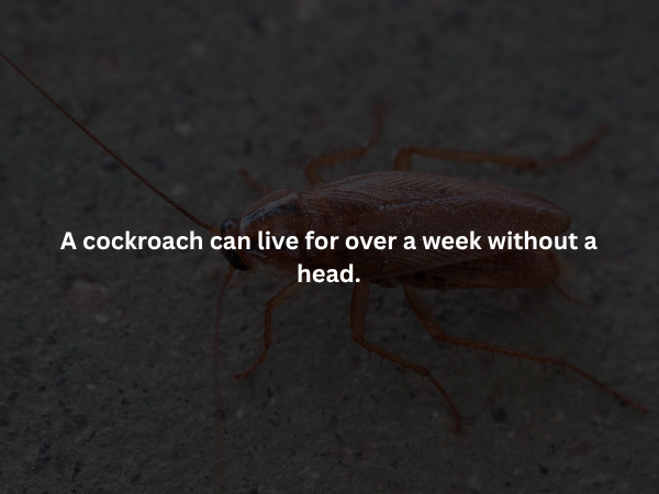 Creepy Facts (14 pics)