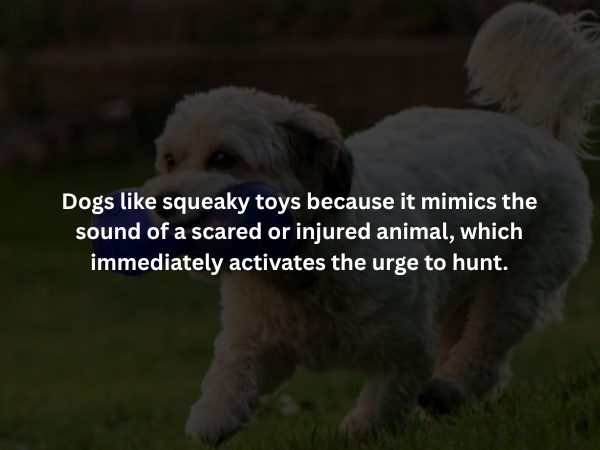 Creepy Facts (14 pics)
