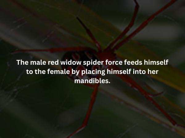 Creepy Facts (14 pics)