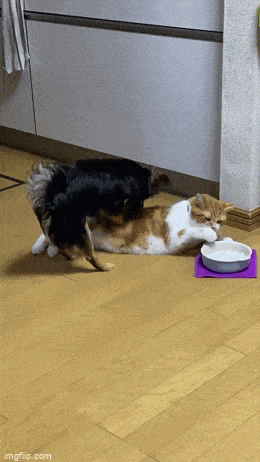 Acid GIFs, April 8 (25 gifs)