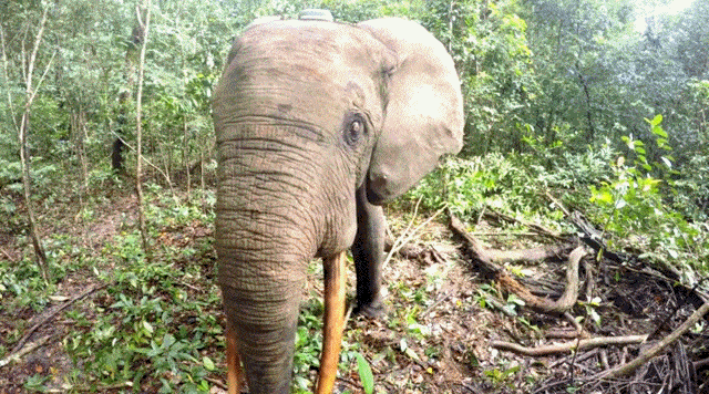 Acid GIFs, April 8 (25 gifs)