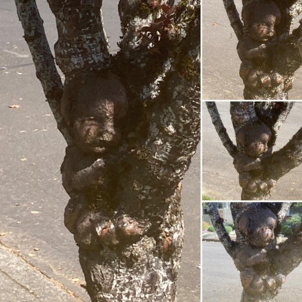 This Is Pareidolia (16 pics)