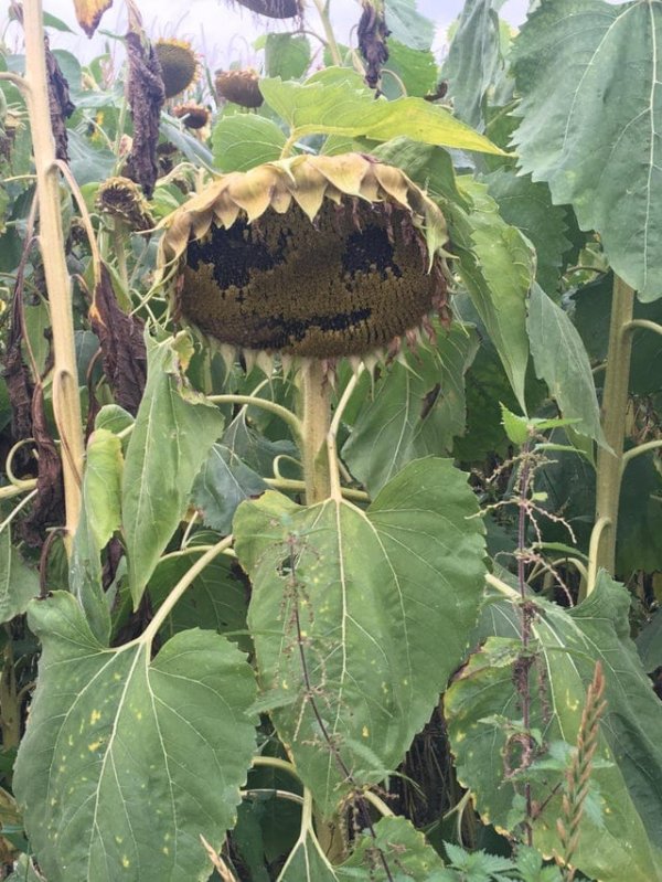 This Is Pareidolia (16 pics)
