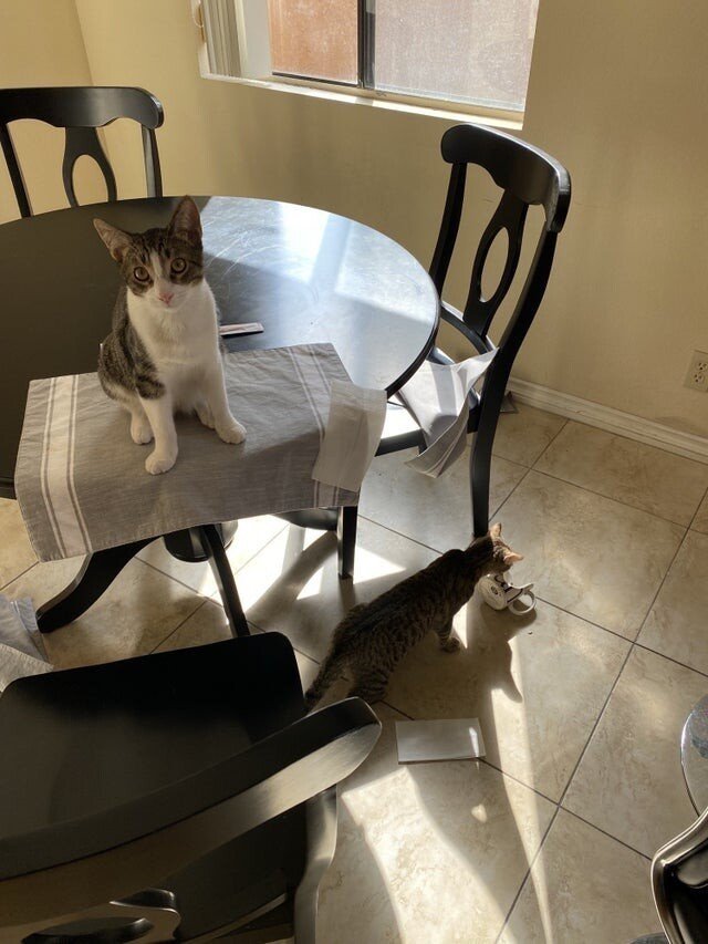 Funny Pets (15 pics) Funny Pets (15 pics)