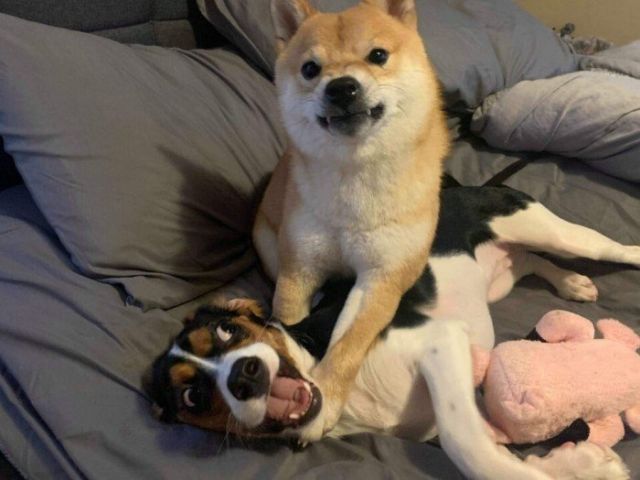 Funny Pets (15 pics) Funny Pets (15 pics)