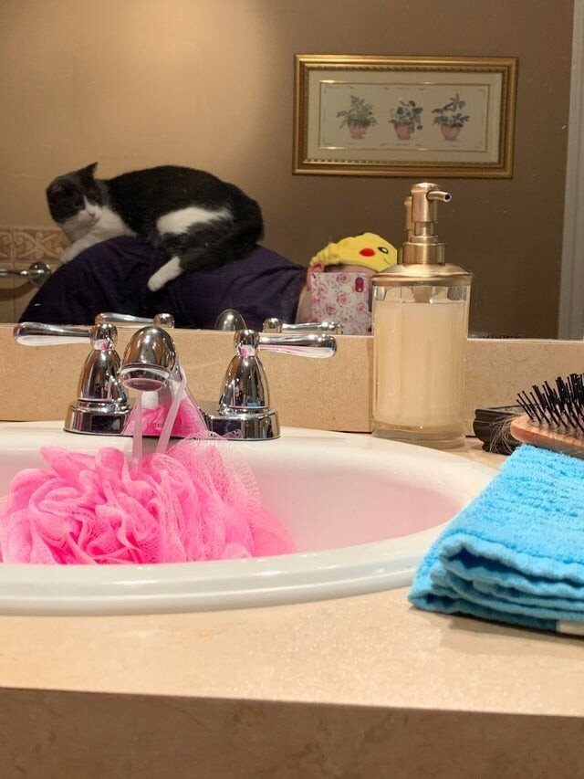Funny Pets (15 pics) Funny Pets (15 pics)