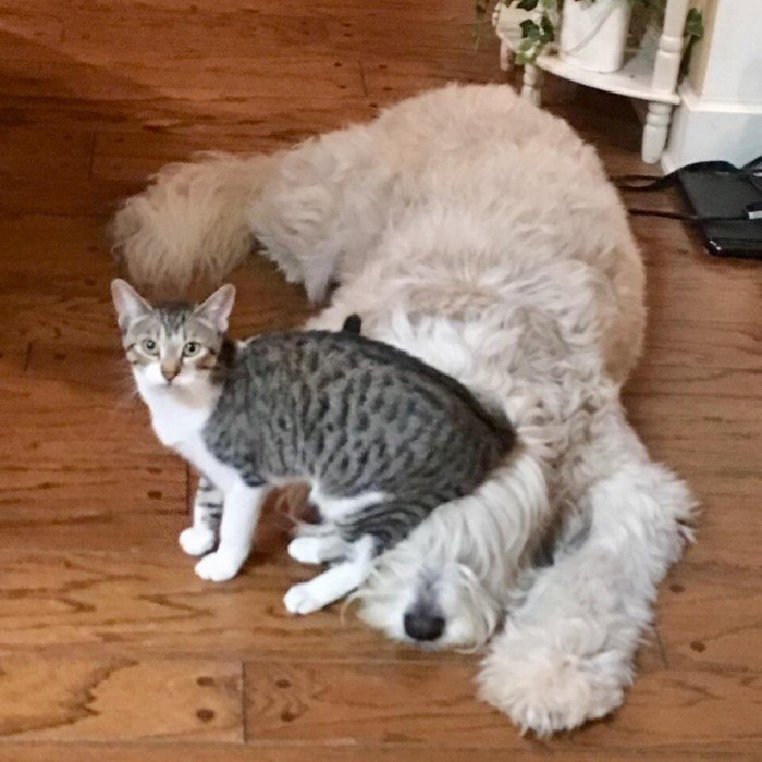 Funny Pets (15 pics) Funny Pets (15 pics)