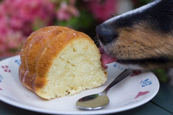 Funny Pets (15 pics) Funny Pets (15 pics)