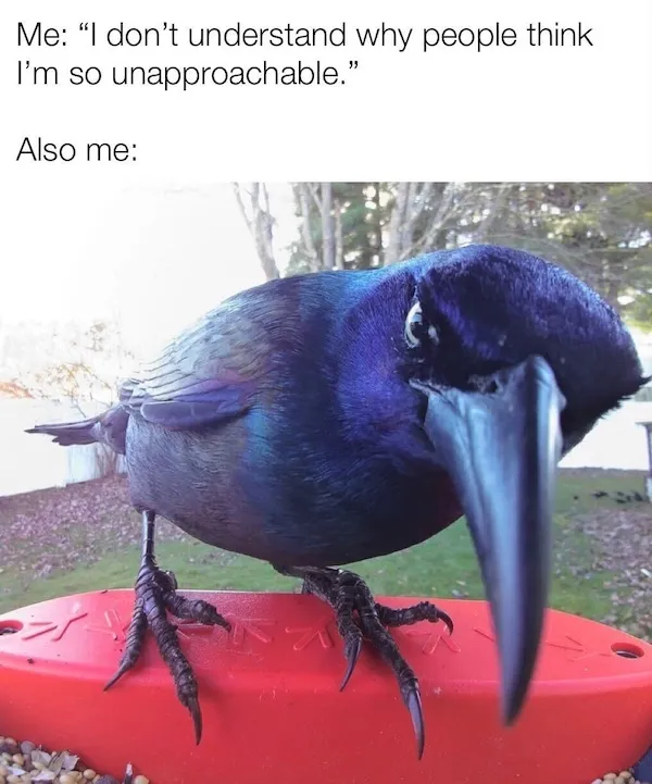 Truthful Memes (21 pics)