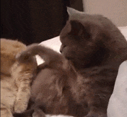 Acid GIFs, April 10 (25 gifs) Acid GIFs, April 10 (25 gifs)
