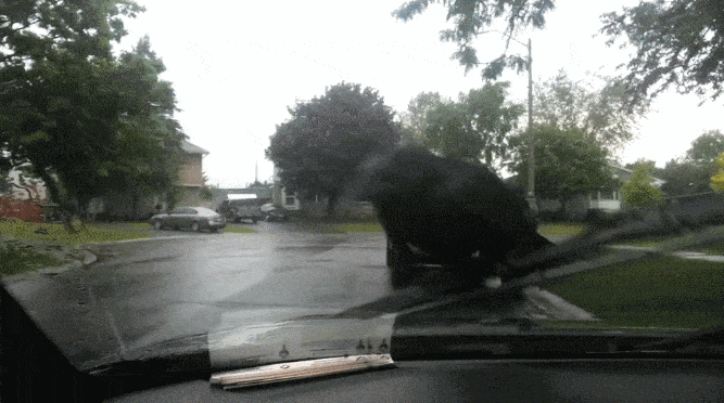 Acid GIFs, April 10 (25 gifs) Acid GIFs, April 10 (25 gifs)