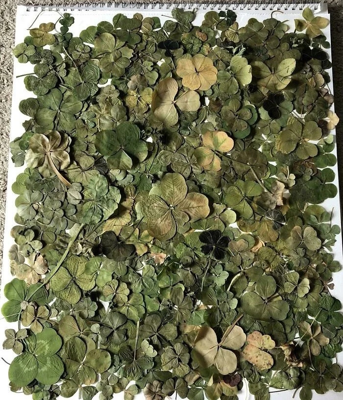Impressive Collections (25 pics)