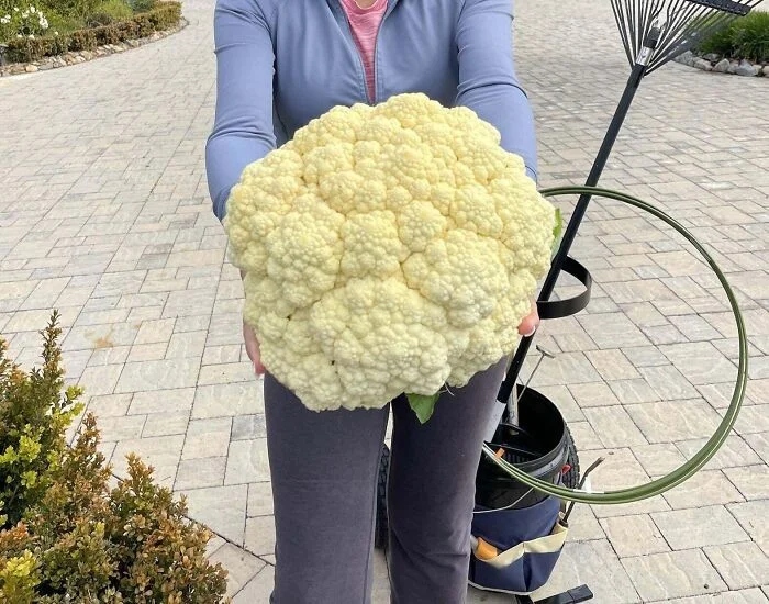 Giant Things (25 pics) Giant Things (25 pics)