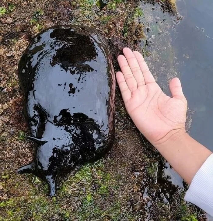 Giant Things (25 pics) Giant Things (25 pics)
