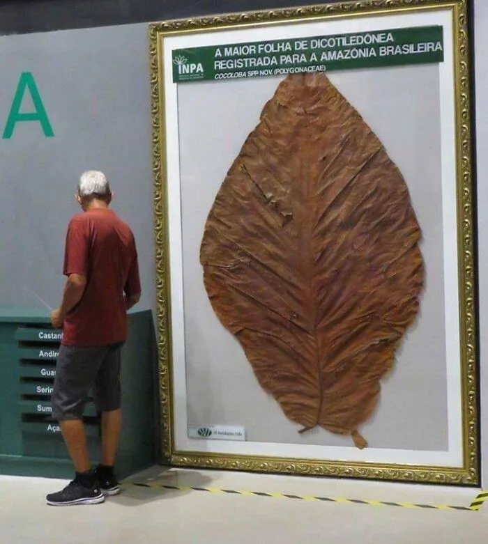 Giant Things (25 pics) Giant Things (25 pics)