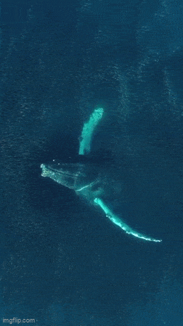 Acid GIFs, April 13 (25 gifs)