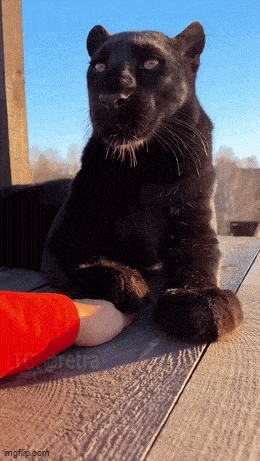 Acid GIFs, April 14 (25 gifs) Acid GIFs, April 14 (25 gifs)