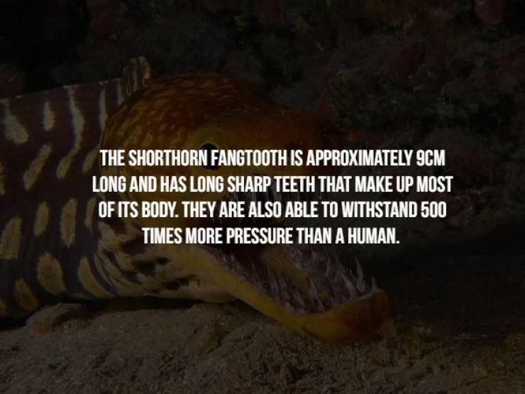 Creepy Facts (17 pics)