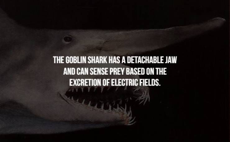 Creepy Facts (17 pics)