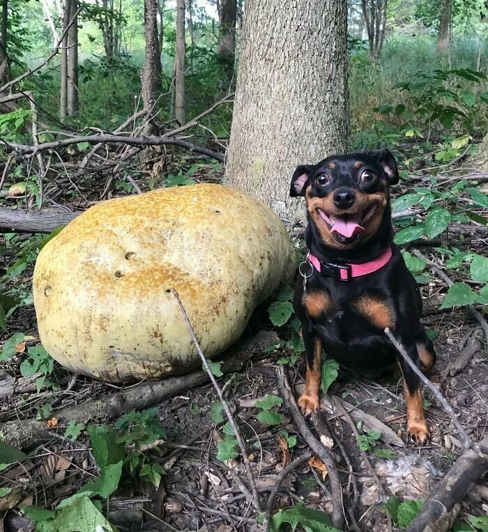 Unusual Finds In The Forests (27 pics)