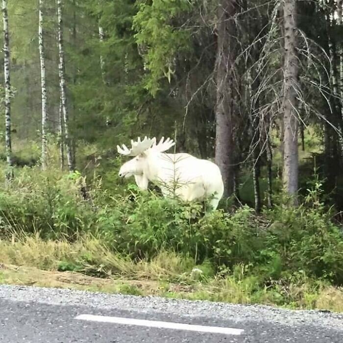 Unusual Finds In The Forests (27 pics)