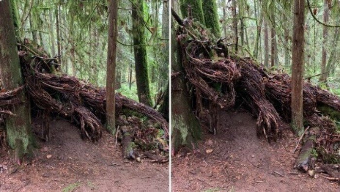 Unusual Finds In The Forests (27 pics)