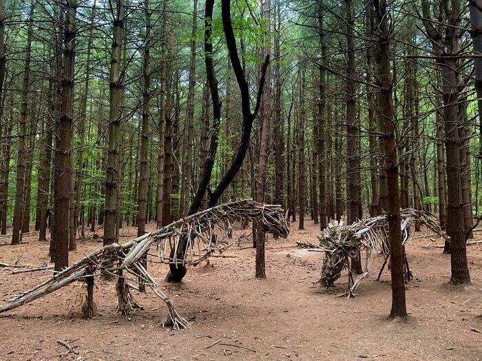 Unusual Finds In The Forests (27 pics)