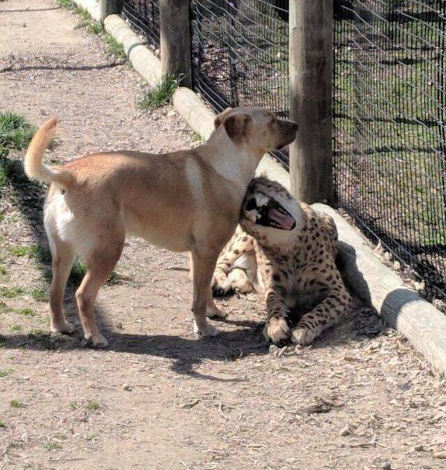 Funny Animals (21 pics) Funny Animals (21 pics)