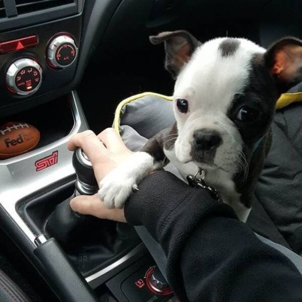 Funny Animals (21 pics) Funny Animals (21 pics)