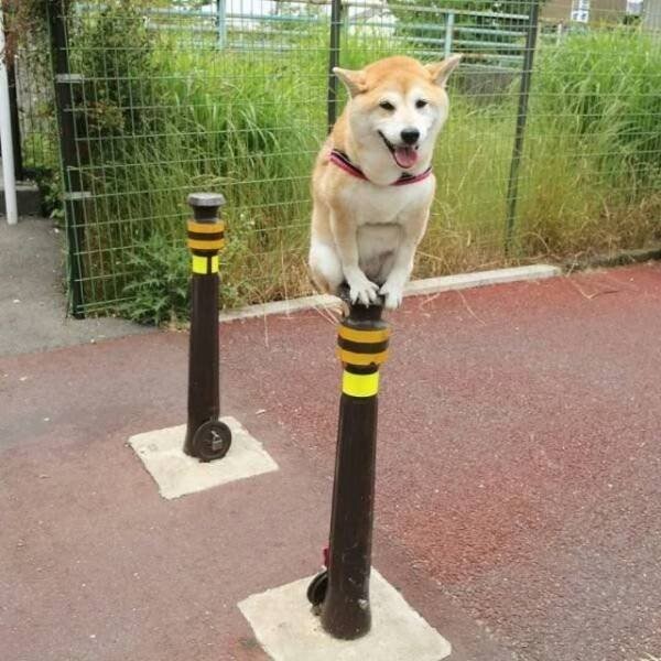 Funny Animals (21 pics) Funny Animals (21 pics)