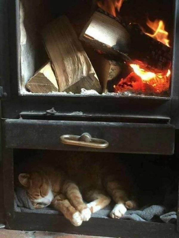 Funny Animals (21 pics) Funny Animals (21 pics)