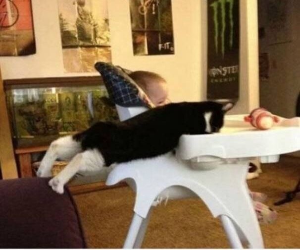 Funny Animals (21 pics) Funny Animals (21 pics)
