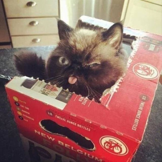 Funny Animals (21 pics) Funny Animals (21 pics)