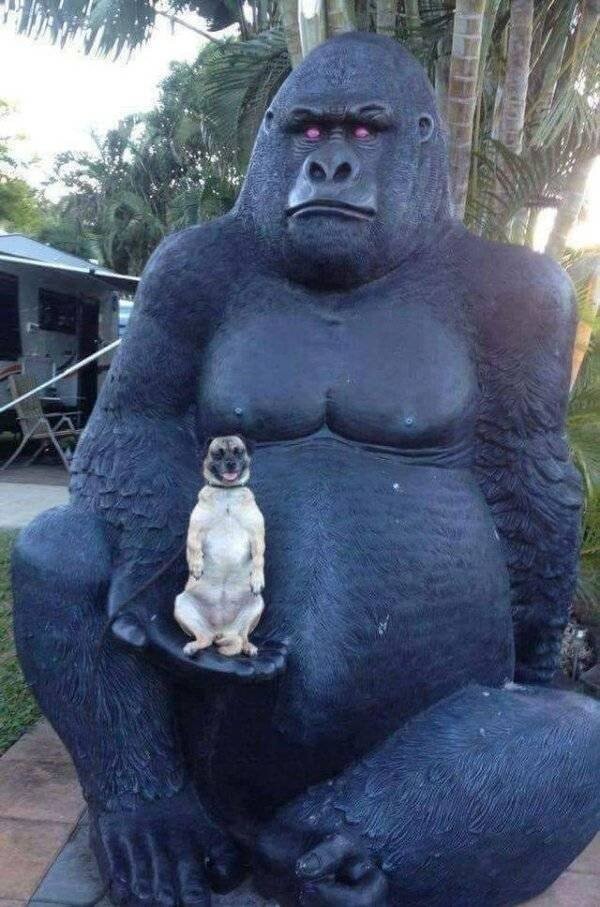 Funny Animals (21 pics) Funny Animals (21 pics)