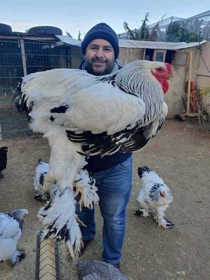 Giant Things (15 pics)