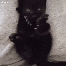Acid GIFs, April 16 (25 gifs)