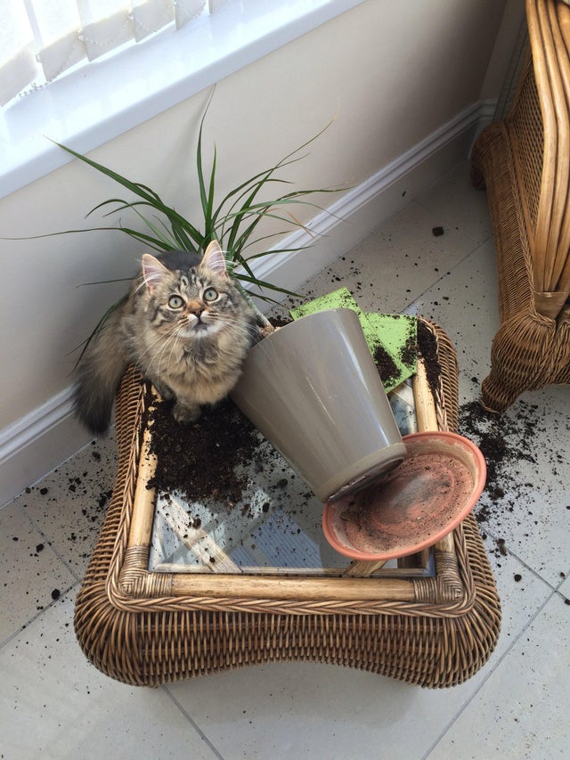 Fluffy Rascals (20 pics) Fluffy Rascals (20 pics)