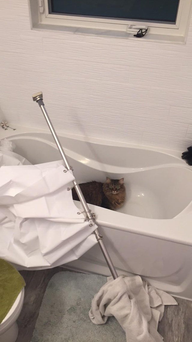 Fluffy Rascals (20 pics) Fluffy Rascals (20 pics)